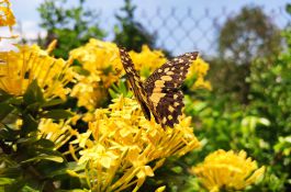 Du lịch Việt Nam chuẩn bị kế hoạch đón khách Trung Quốc